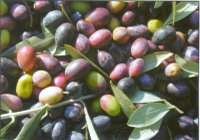 Olive_veraison