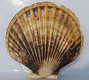 Coquilles