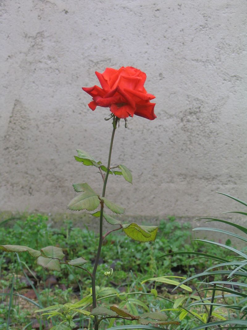 Rose004