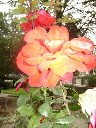 Rose1