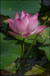 Lotus