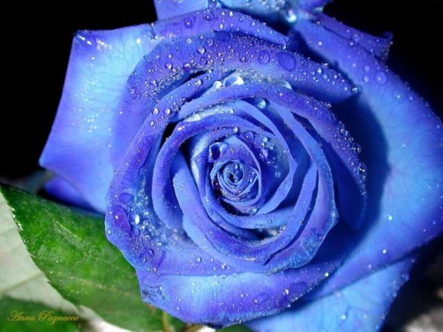 Rose bleue