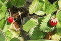 Fraises_des_bois