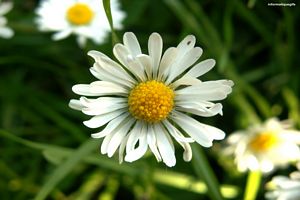 Marguerite