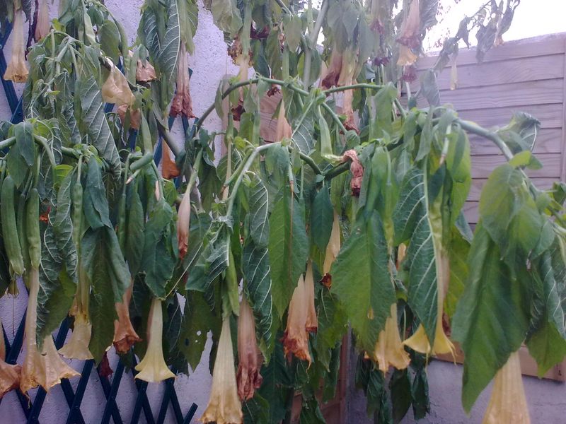 Datura gelé