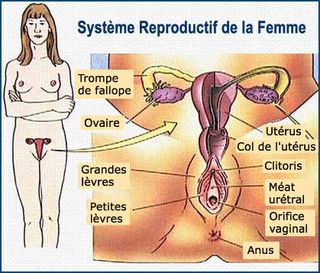 Système reproductif de la femme